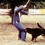 1986-beauceron-saphir-flaesch.jpg