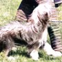 1987-bearded-collie.jpg