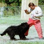 1990-briard-ech2-virko-limousin.jpg