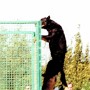 1991-beauceron-defi.jpg