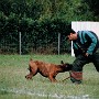 1998-jason-henriquet3.jpg