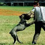 1999-g-mace.jpg